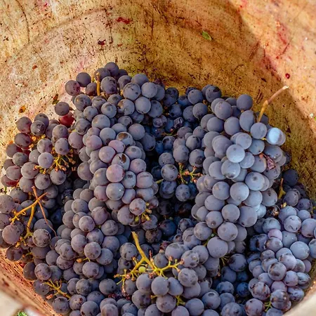 Podere Sant'antonio Vendégház Fauglia