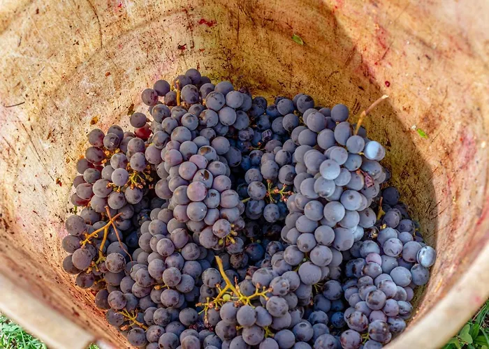 Podere Sant'antonio 招待所 Fauglia